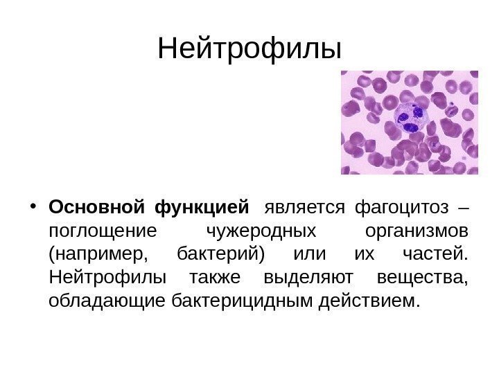   Нейтрофилы • Основной функцией  является фагоцитоз – поглощение чужеродных организмов (например,