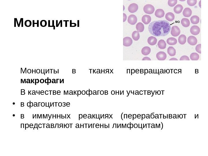   Моноциты в тканях превращаются в макрофаги  В качестве макрофагов они участвуют