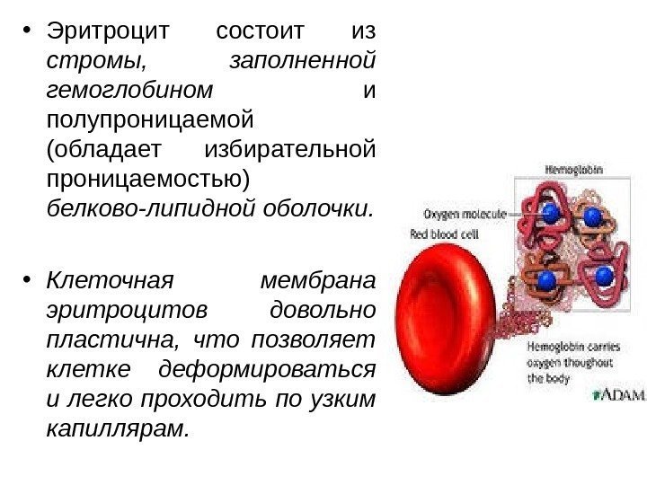   • Эритроцит состоит из стромы,  заполненной гемоглобином  и полупроницаемой (обладает
