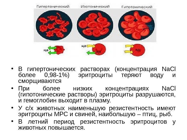   • В гипертонических растворах (концентрация Na. Cl  более 0, 98 -1)