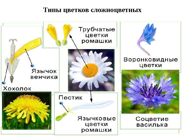  Типы цветков сложноцветных 