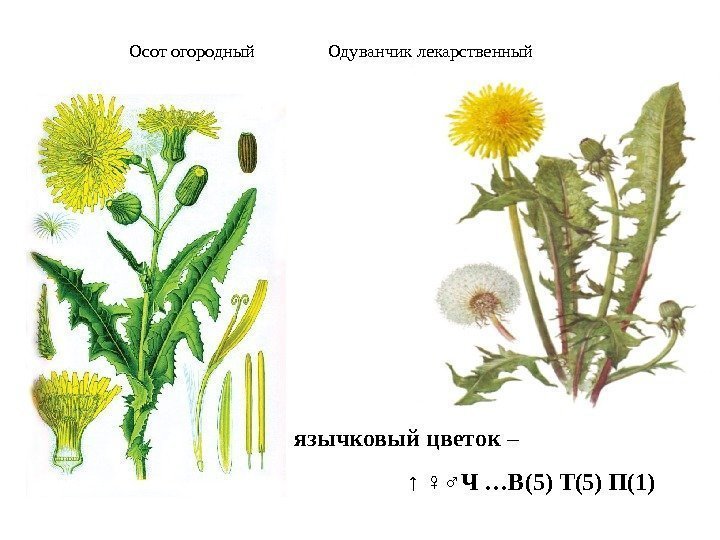 Осот огородный   Одуванчик лекарственный  язычковый цветок – ↑ ♀♂ Ч 