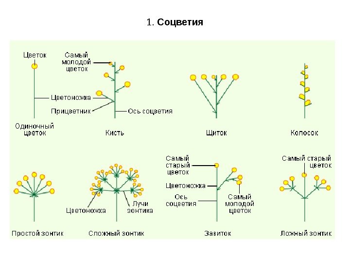 1.  Соцветия 