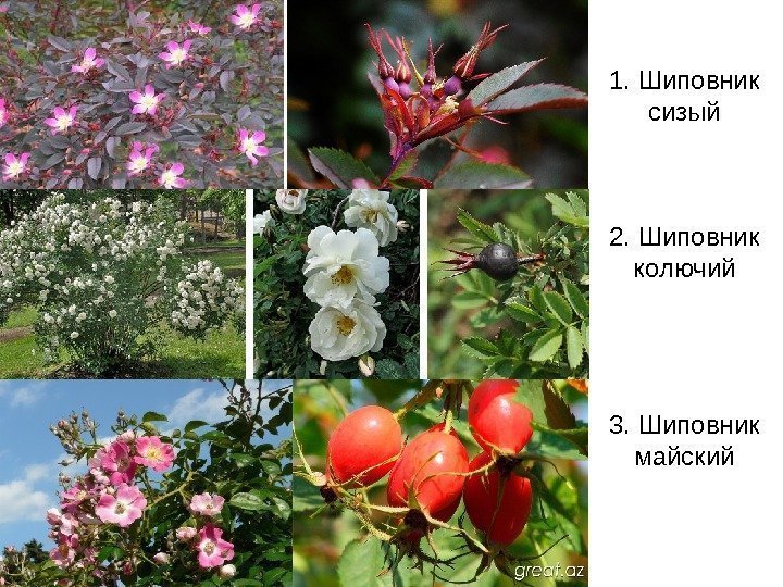 1. Шиповник сизый 2. Шиповник колючий 3. Шиповник майский 