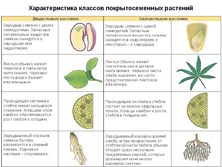 Используя региональную красную книгу опишите 10 видов птиц и покрытосеменных растений по плану