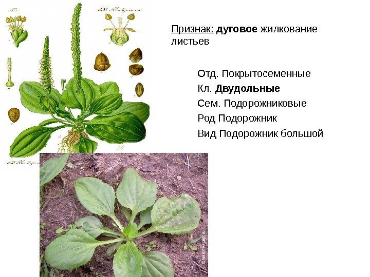 Признак:  дуговое жилкование листьев Отд. Покрытосеменные Кл.  Двудольные Сем. Подорожниковые Род Подорожник