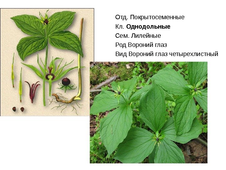 Отд. Покрытосеменные Кл.  Однодольные Сем. Лилейные Род Вороний глаз Вид Вороний глаз четырехлистный