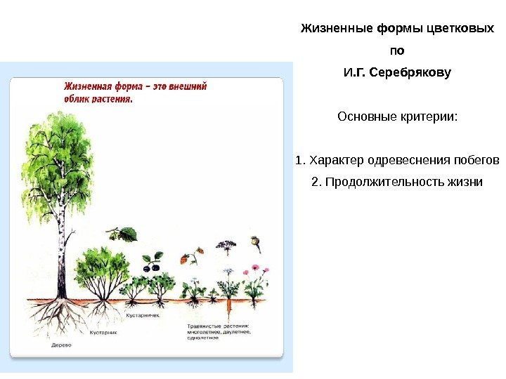 Жизненные формы цветковых по И. Г. Серебрякову Основные критерии: 1. Характер одревеснения побегов 2.