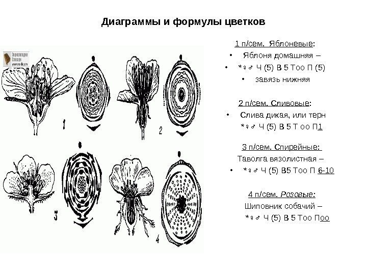 Диаграммы и формулы цветков 1 п / сем.  Яблоневые :  • Яблоня