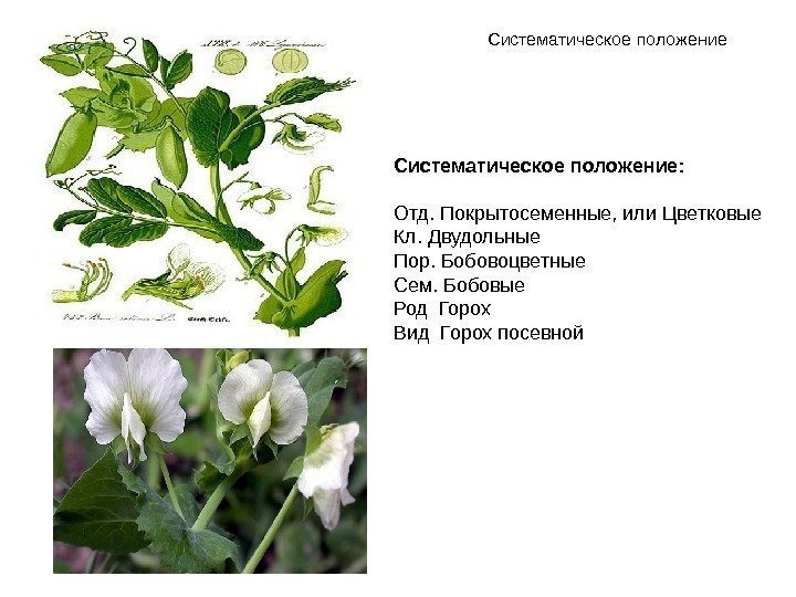 Систематическое положение: Отд. Покрытосеменные, или Цветковые Кл. Двудольные Пор. Бобовоцветные Сем. Бобовые Род Горох