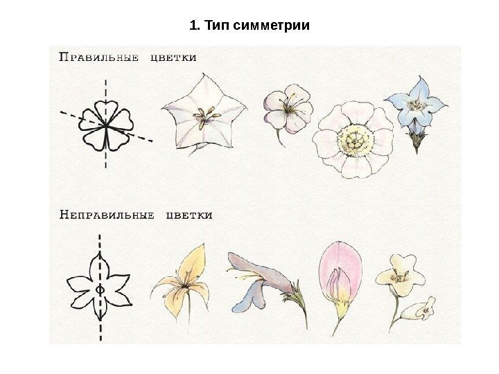 1. Тип симметрии 