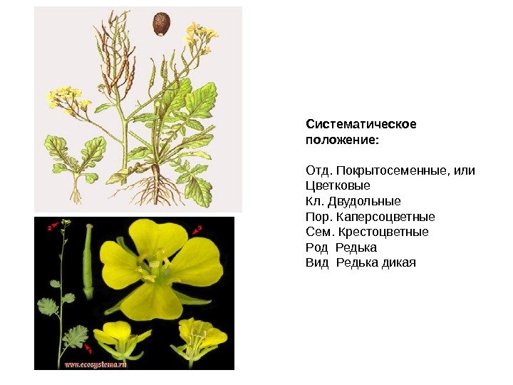  Систематическое положение: Отд. Покрытосеменные, или Цветковые Кл. Двудольные Пор. Каперсоцветные Сем. Крестоцветные Род