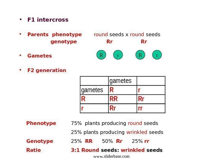  • F 1 intercross • Parents phenotype   round seeds x round