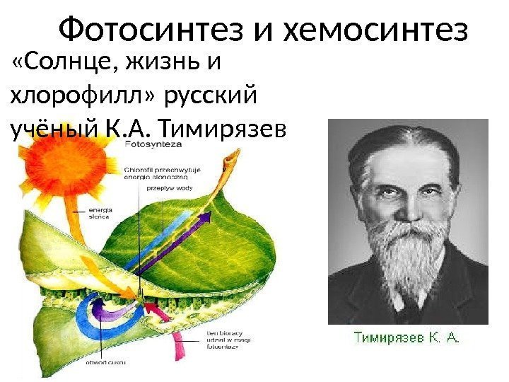 Фотосинтез и хемосинтез «Солнце, жизнь и хлорофилл» русский учёный К. А. Тимирязев 