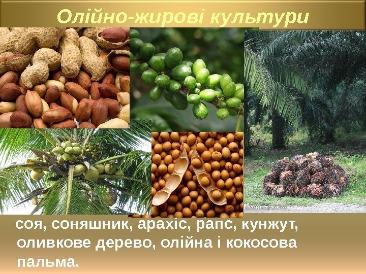 Олійно-жирові культури  соя, соняшник, арахіс, рапс, кунжут,  оливкове дерево, олійна і кокосова