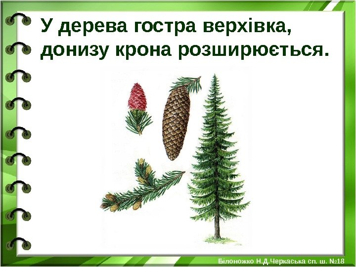 У дерева гостра верхівка,  донизу крона розширюється.  Білоножко Н. Д. Черкаська сп.