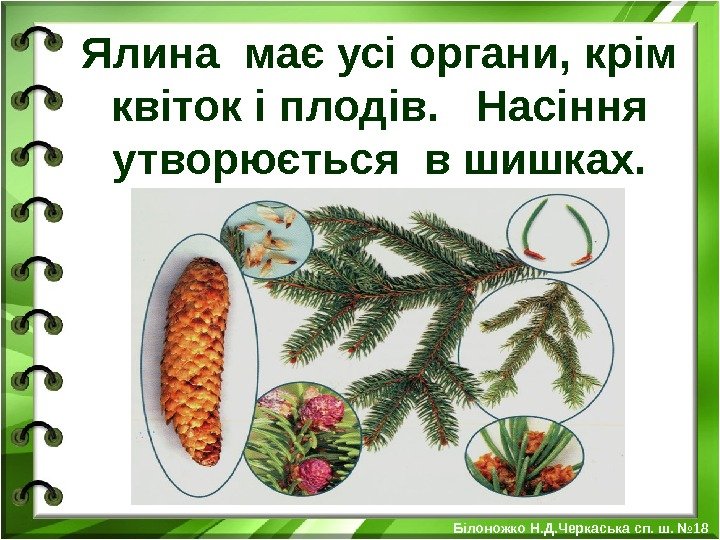 Ялина має усі органи, крім квіток і плодів.  Насіння утворюється в шишках. Білоножко