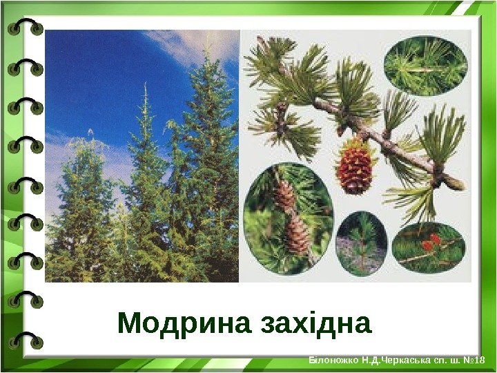 Модрина західна Білоножко Н. Д. Черкаська сп. ш. № 18 