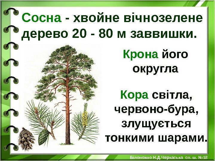  Сосна - хвойне вічнозелене дерево 20 - 8 0 м заввишки.  Крона