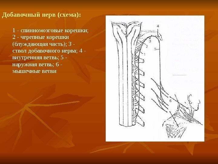 Добавочный нерв (схема):  1 - спинномозговые корешки;  2 - черепные корешки (блуждающая