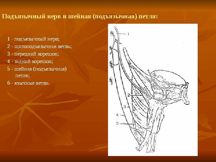 Подъязычный нерв и шейная (подъязычная) петля:  1 - подъязычный нерв;  2 -