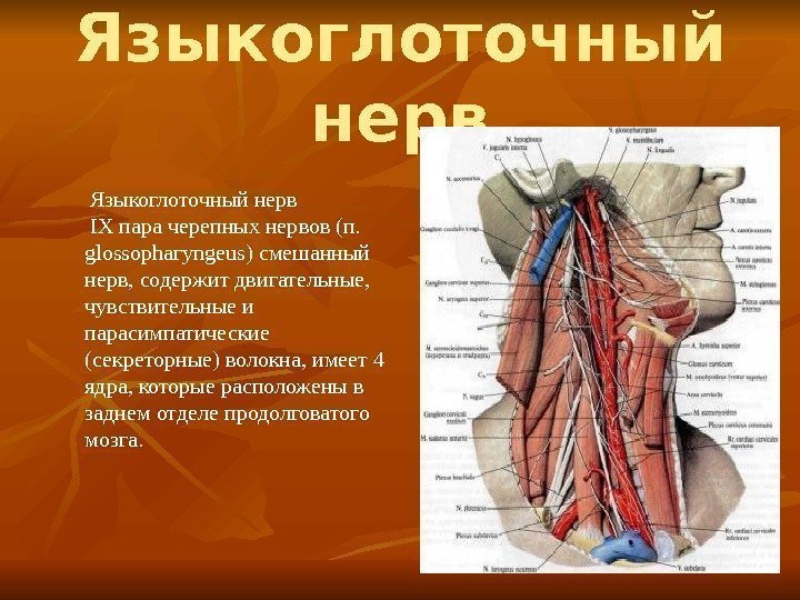 Языкоглоточный нерв  IX пара черепных нервов (п.  glossophaгyngeus) смешанный нерв, содержит двигательные,