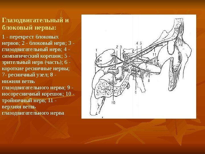 Глазодвигательный и блоковый нервы:  1 - перекрест блоковых нервов; 2 - блоковый нерв;