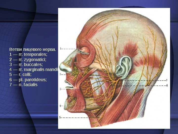Ветви лицевого нерва. 1 — rr. temporales;  2 — rr. zygomatici;  3