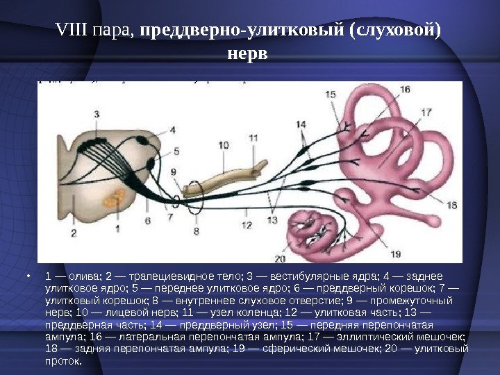VIII пара,  преддверно-улитковый (слуховой) нерв • 1 — олива; 2 — трапециевидное тело;
