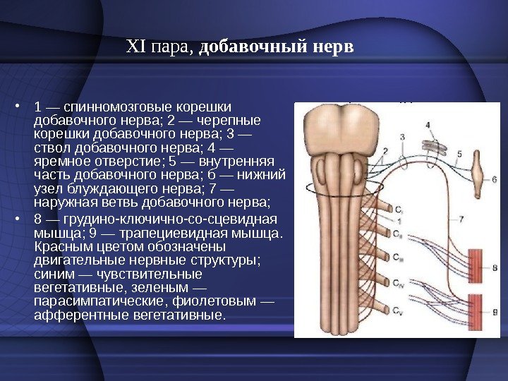 XI пара,  добавочный нерв • 1 — спинномозговые корешки до бавочного нерва; 2