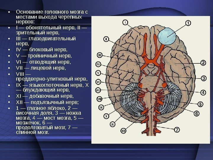  • Основание головного мозга с местами выхода черепных нервов:  • I —