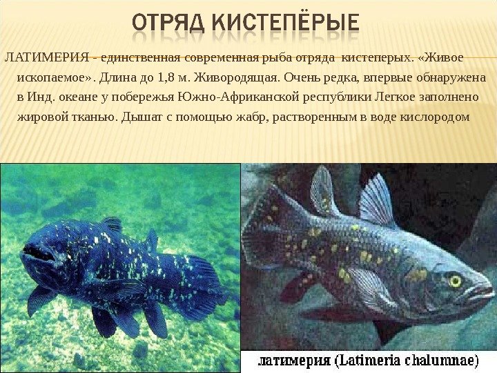 ЛАТИМЕРИЯ - единственная современная рыба отряда кистеперых.  «Живое ископаемое» . Длина до 1,