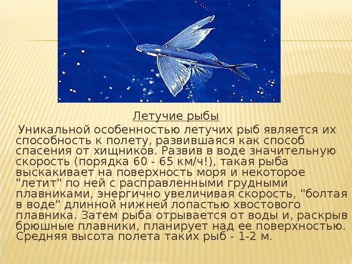 Летучие рыбы Уникальной особенностью летучих рыб является их способность к полету, развившаяся как способ