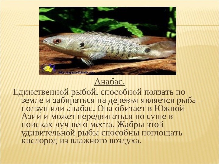 Анабас. Единственной рыбой, способной ползать по земле и забираться на деревья является рыба –