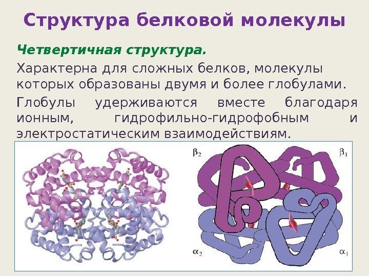 Структура белковой молекулы Четвертичная структура.  Характерна для сложных белков, молекулы которых образованы двумя