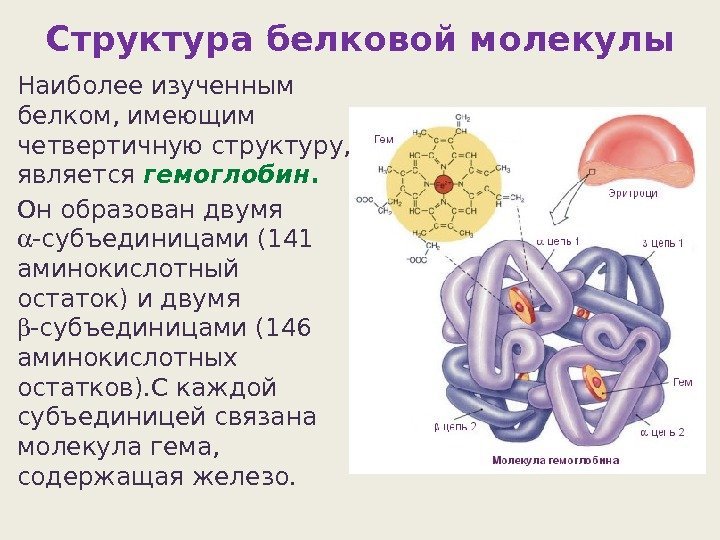 Структура белковой молекулы Наиболее изученным белком, имеющим четвертичную структуру,  является гемоглобин.  Он