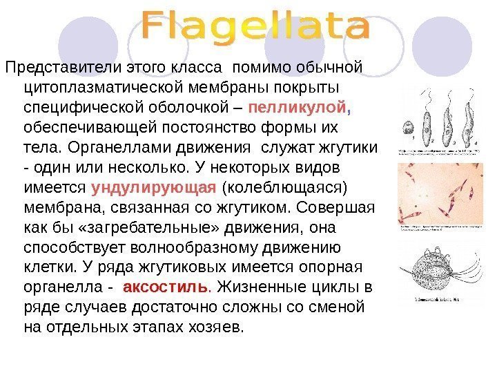   Представители этого класса помимо обычной цитоплазматической мембраны покрыты специфической оболочкой – пелликулой