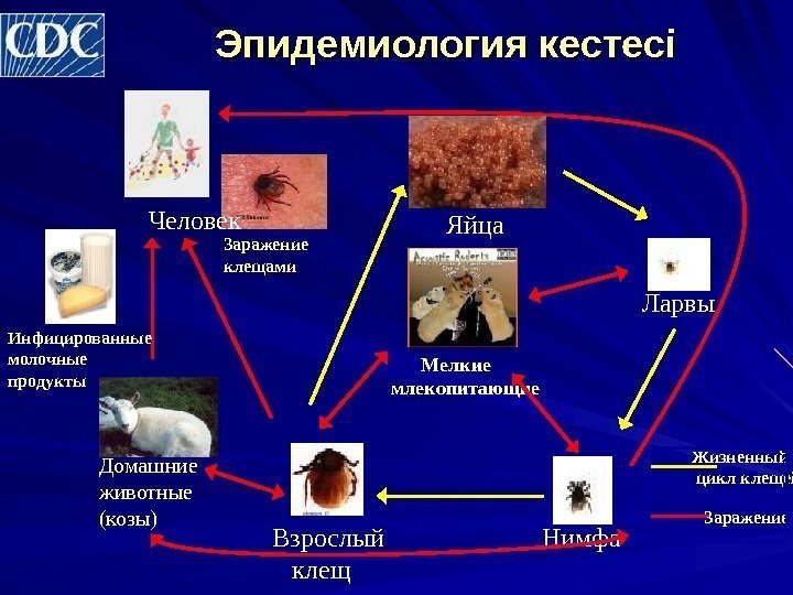 Эпидемиология кестесі  Мелкие млекопитающие Ларвы Нимфа. Взрослый клещ. Человек Заражение клещами Инфицированные молочные