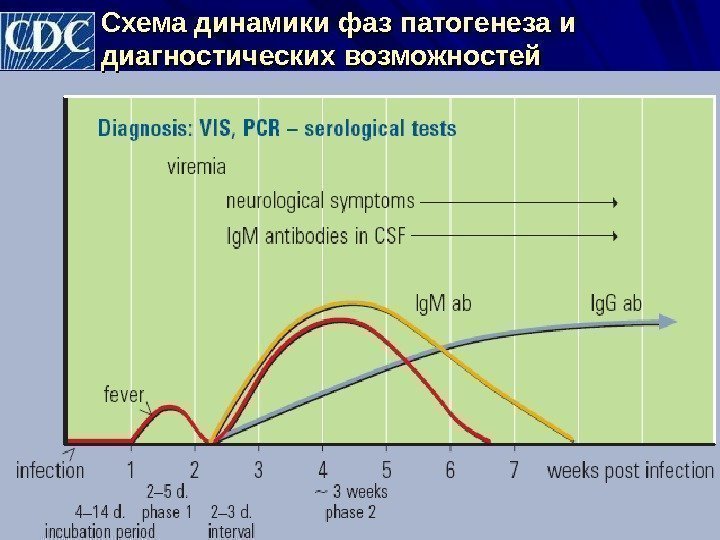 Схема динамики фаз патогенеза и диагностических возможностей 