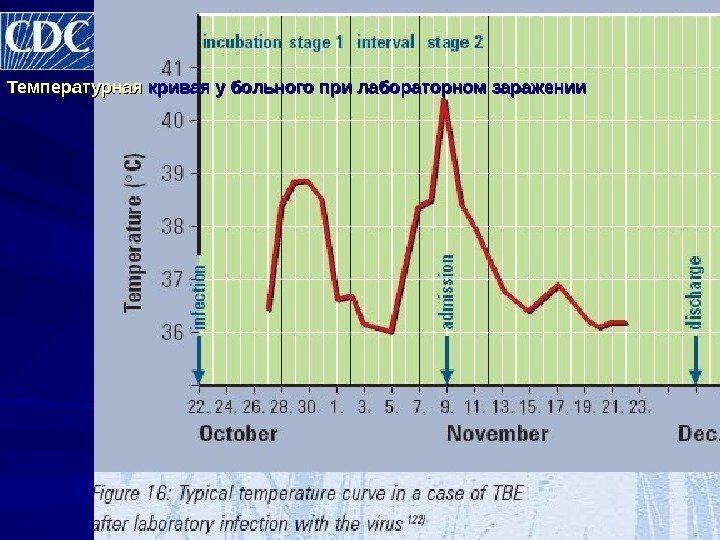 Температурная кривая у больного при лабораторном заражении 