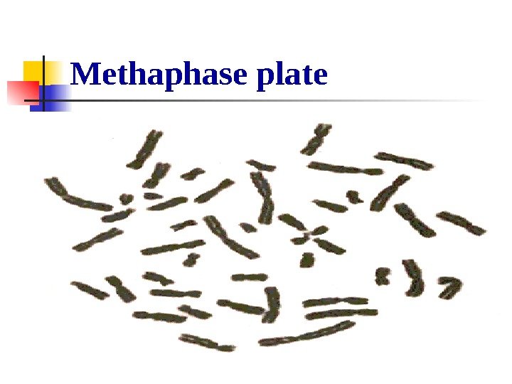   Methaphase plate 