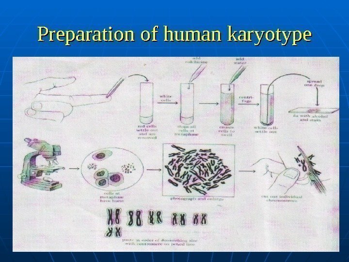  Preparation of human karyotype 