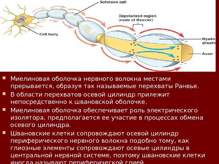 На рисунке ниже показано строение миелинизированного нервного волокна