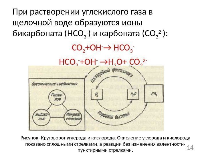 При растворении углекислого газа в щелочной воде образуются ионы бикарбоната (HCO 3 - )