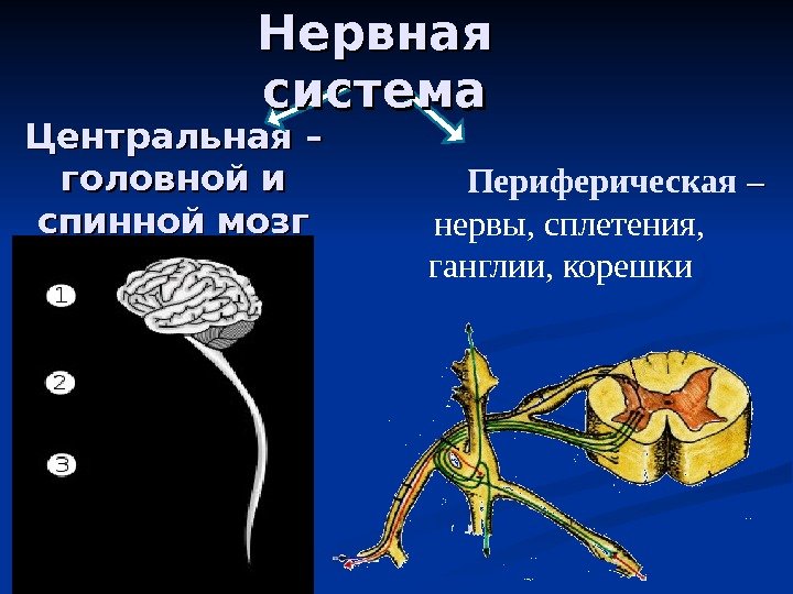 Центральная – головной и спинной мозг    Периферическая – –  нервы,