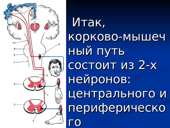   Итак,  корково-мышеч ный путь состоит из 2 -х нейронов:  центрального
