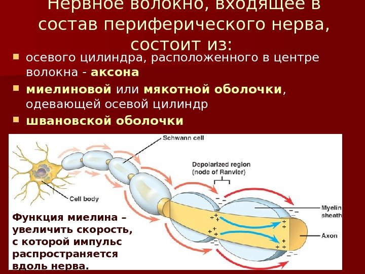 Нервное волокно, входящее в состав периферического нерва,  состоит из:  осевого цилиндра, расположенного