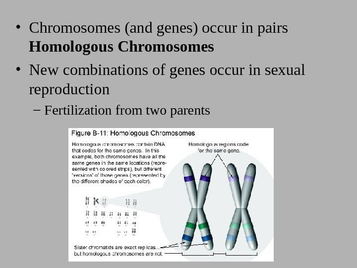  • Chromosomes (and genes) occur in pairs Homologous Chromosomes • New combinations of