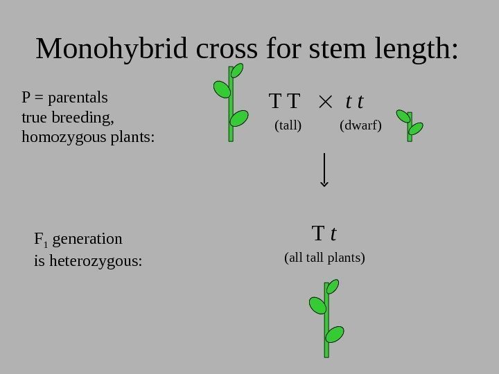 Monohybrid cross for stem length: T T  t t   (tall) 