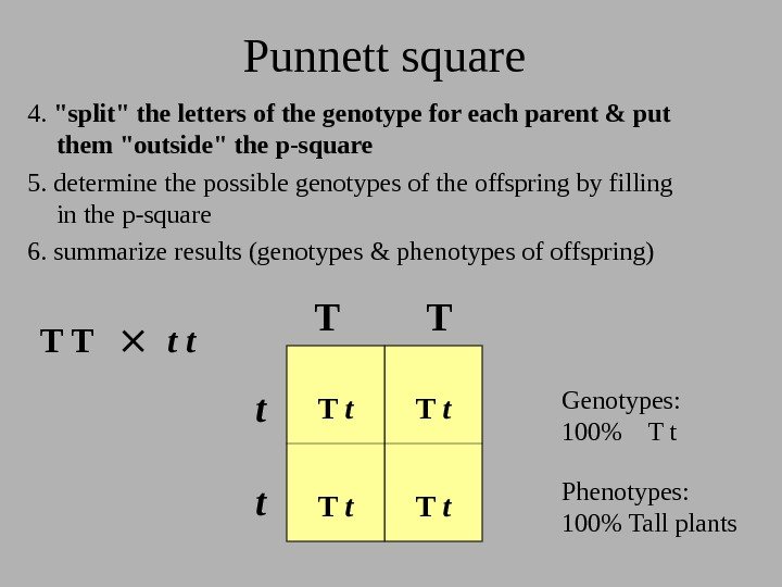 Punnett square 4.  split the letters of the genotype for each parent &